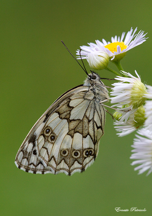 Melanargia galatea